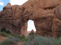 Pine Tree Arche