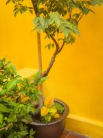 Sternfruchtbaum in einem traditionellen Kaufmannshaus in Hanoi, Vietnam