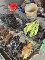 Eierproduktion für Cafe