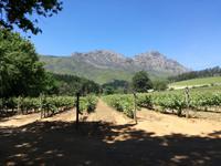 Weingut Delheim Stellenbosch