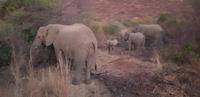 Safari im Pilanesberg Nationalpark