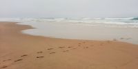 Südafrika - Wilderness - Spuren im Sand