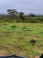 Elefant auf der Pirschfahrt