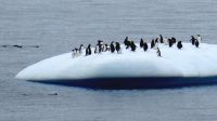 Antarctica, Southern Ocean