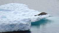 Antarctica, Southern Ocean