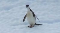 Antarctica, Southern Ocean