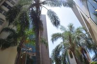 Palmen in Rio de Janeiro 