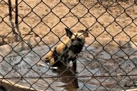Simbabwe - Painted Dog Conservation - Besuch im Zentrum zum Schutz der Wildhunde