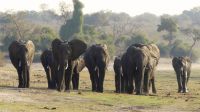 Bootsfahrt auf dem Chobe