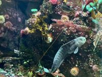 Aquarium in YVR
