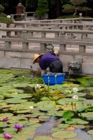 Seerosen Pflege im Chi Lin Klostergarten - Hongkong