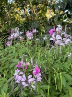 Blüten im Hotel Buena Vista