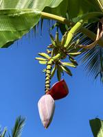 Bananenblüte