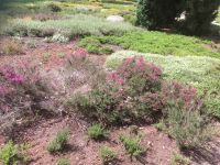 Besenheide