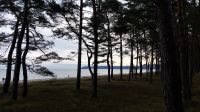 Küstenwald in Binz.jpg