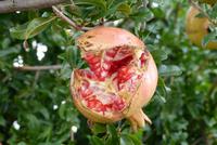 Granatapfel