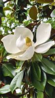 Magnolienblüte Bilbao