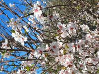 Mandelblüten wollen wir finden.jpg