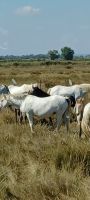 Camargue - Herde von halbwild gezüchteten Pferden -dunkle Fellfärbung bei Fohlen