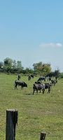 Camargue -Stierherde -sie werden für den unblutigen Stierkampf verwendet