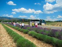 Lavendel Feld