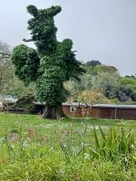 in der Gartenanlage