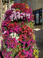 Malaga im Blumenschmuck
