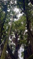 Parque Terra Nostra, São Miguel Island, Povoação, Azores, Portugal