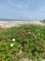 Heckenrosen vor Strand 