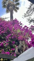Historischer Orchideengarten, Sitio Litre, Puerto de la Cruz, Teneriffa