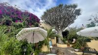 Drachenbaum, Historischer Orchideengarten, Sitio Litre, Puerto de la Cruz, Teneriffa