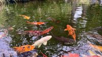 Koifisch, Historischer Orchideengarten, Sitio Litre, Puerto de la Cruz, Teneriffa