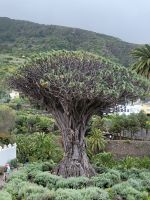Drachenbaum/Icod de los Vimos/Teneriffa/Kanaren