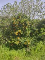 Orangenbaum