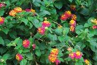 008. Blumen