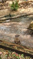 Angkor Centre for Conservation of Biodiversity - Otter