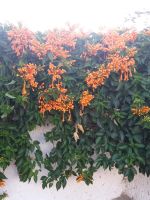 Orchidee