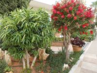 DSCN7157.JPG