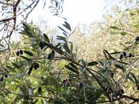 Athen (3)