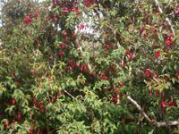 Fuchsien