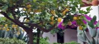 Im Hotelgarten