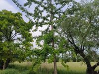 Eiche, Gingko und Weide