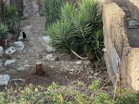 Katzen in Rom
