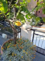 Sestri Levante - Garten