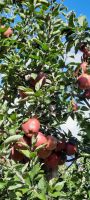Apfel-Plantagen
