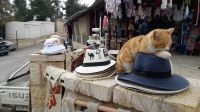 Der schlafende Kater vor der Festung von Ajlun