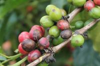 Kaffeefarm