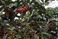 Kaffeefarm