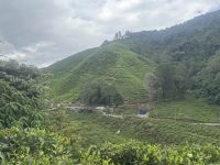 ...in den Cameron Highlands (2)