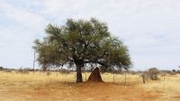 Namibia - Termitenhügel
